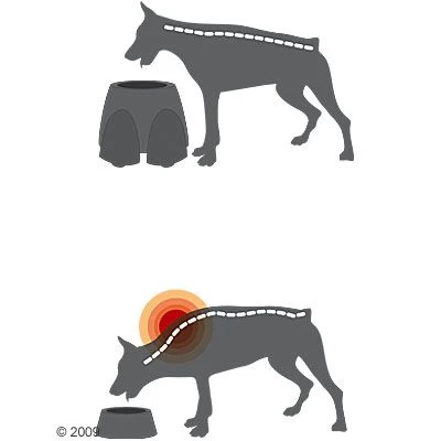 Porte-gamelles Savic Ergo Feeder 2 X 0,85 L / 1,5 L 9 Porte-gamelles Savic Ergo Feeder 2 X 0,85 L / 1,5 L – Image 7