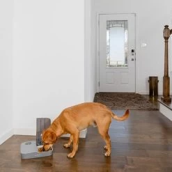 PetSafe® Distributeur Automatique De Nourriture 2 Repas Pour Chien Et Chat -Pet Care Soldes 145997 rasiosystems petsafe futterautomat 2mahlzeiten catdog 2x355xml hs 09 6