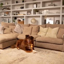 Shampooing Pet Head Ditch The Dirt Pour Chien 10 Shampooing Pet Head Ditch The Dirt Pour Chien -Pet Care Soldes 159700 companyofanimals pethead ditchthedirt shampoo 300ml hs 06 9