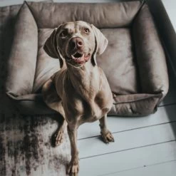 Panier Hunter Bologna Gris Pour Chien -Pet Care Soldes 163796 hunter hundesofa bologna stein dog 90x70cm hs 10 4