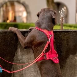 Laisse Réglable En Nylon Curli Rouge Pour Chien -Pet Care Soldes 177396 curli verstellbare leine nylon rot hs 04 4