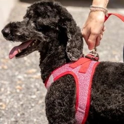 Laisse Réglable En Nylon Curli Rouge Pour Chien -Pet Care Soldes 177396 curli verstellbare leine nylon rot hs 07 3