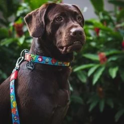 Laisse Multifonctions Max & Molly Little Monsters Pour Chien -Pet Care Soldes 189696 186582 189796 maxnmolly multifunktionsleine littlemonsters dog hs 02 7