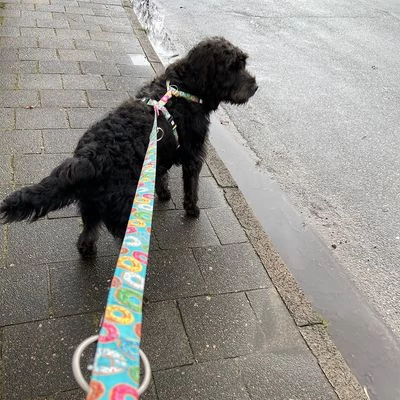 Laisse Multifonctions Max & Molly Donuts Pour Chien 4 Laisse Multifonctions Max & Molly Donuts Pour Chien – Image 2