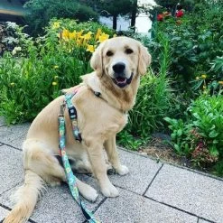 Laisse Multifonctions Max & Molly Donuts Pour Chien 11 Laisse Multifonctions Max & Molly Donuts Pour Chien -Pet Care Soldes 190211 186594 186595 maxnmolly multifunktionsleine donuts hs 03 3