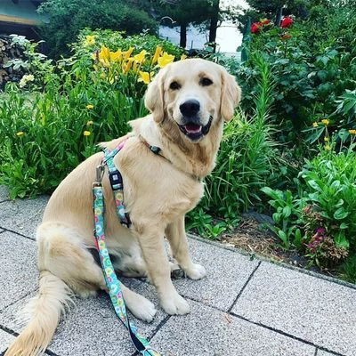 Laisse Multifonctions Max & Molly Donuts Pour Chien 6 Laisse Multifonctions Max & Molly Donuts Pour Chien – Image 4