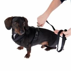 Laisse Nomad Tales Blush, ébène Pour Chien -Pet Care Soldes 1 325401 325396 blush s fg 6960 0