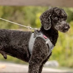 Laisse De Poche Curli Ultra-résistante Pour Chien -Pet Care Soldes 267896 267897 ultrastarke taschenleine hs 05 3