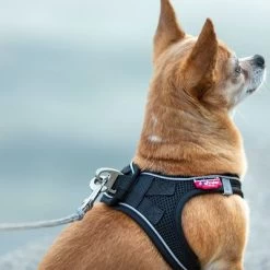 Laisse De Poche Curli Ultra-résistante Pour Chien -Pet Care Soldes 267896 267897 ultrastarke taschenleine hs 09 8