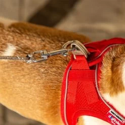 Laisse De Poche Curli Ultra-résistante Pour Chien -Pet Care Soldes 267896 267897 ultrastarke taschenleine hs 10 7