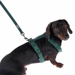 Laisse Nomad Tales Blush, émeraude Pour Chien -Pet Care Soldes 323024 325696 blush s fg 6942 4