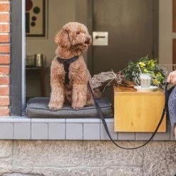 Laisse Nomad Tales Blush, ébène Pour Chien -Pet Care Soldes 325396 325397 nomadtales blush hundeleine ebony hs 02 5