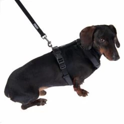 Laisse Nomad Tales Blush, ébène Pour Chien -Pet Care Soldes 325401 325396 blush s fg 6963 9