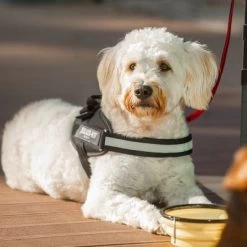 Julius K9 Harnais JULIUS-K9 IDC® Power, Noir Pour Chien -Pet Care Soldes 65902 julius k9 idc powergeschirr schwarz hs10 7