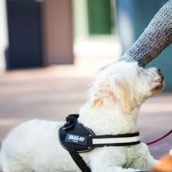 Julius K9 Harnais JULIUS-K9 IDC® Power, Noir Pour Chien -Pet Care Soldes 65902 julius k9 idc powergeschirr schwarz hs8 3