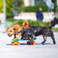 Julius K9 Harnais JULIUS-K9 IDC® Power, Noir Pour Chien -Pet Care Soldes 65902 julius k9 idc powergeschirr schwarz hs9 9