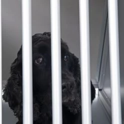 Cage De Transport AluRide Pour Chien 35 Cage De Transport AluRide Pour Chien -Pet Care Soldes alu hundeboxen 14 0