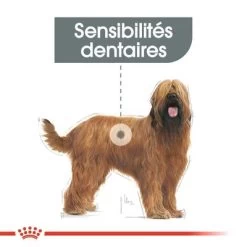 Royal Canin Maxi Dental Care Pour Chien -Pet Care Soldes dentalmaxi 1 2