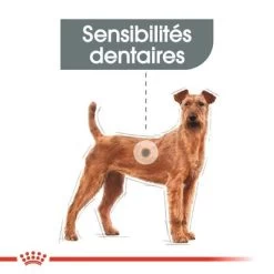 Royal Canin Medium Dental Care Pour Chien -Pet Care Soldes dentalmedium 1 2