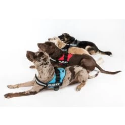 Julius K9 Harnais JULIUS-K9® Power, Noir Pour Chien -Pet Care Soldes juliusk9 powergeschirr 4 farben 7