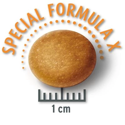 Lot Concept For Life Pour Chien 21 Lot Concept For Life Pour Chien – Image 19