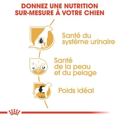 Royal Canin Bichon Frisé Pour Chien 7 Royal Canin Bichon Frisé Pour Chien – Image 5