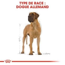 Royal Canin Dogue Allemand Adult Pour Chien -Pet Care Soldes rc bhn greatdane cv eretailkit 1 fr fr 2