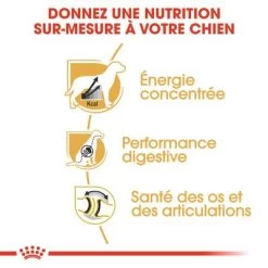 Royal Canin Dogue Allemand Adult Pour Chien -Pet Care Soldes rc bhn greatdane cv eretailkit 3 fr fr 8