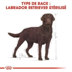 Royal Canin Labrador Retriever Adult Sterilised -Pet Care Soldes rc bhn labradorsterilised cv eretailkit 1 fr fr 0