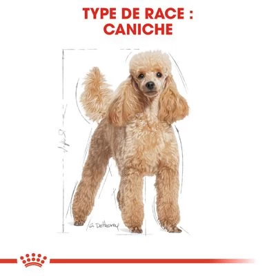 Royal Canin Caniche Adult Pour Chien 5 Royal Canin Caniche Adult Pour Chien – Image 3