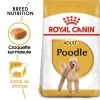 Royal Canin Caniche Adult Pour Chien -Pet Care Soldes rc bhn poodle mv eretailkit fr fr 1
