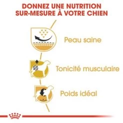 Royal Canin Carlin Adult Pour Chien -Pet Care Soldes rc bhn pug cv eretailkit 3 fr fr 6