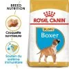 Royal Canin Boxer Puppy Pour Chiot 1 Royal Canin Boxer Puppy Pour Chiot -Pet Care Soldes rc bhn puppyboxer mv eretailkit fr fr 3
