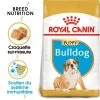 Royal Canin Bouledogue Puppy Pour Chiot -Pet Care Soldes rc bhn puppybulldog mv eretailkit fr fr 5