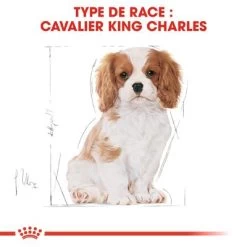 Royal Canin Cavalier King Charles Puppy Pour Chiot -Pet Care Soldes rc bhn puppycavalierkingcharles cm eretailkit 4 fr fr 8