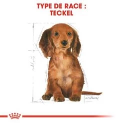 Royal Canin Teckel Puppy Pour Chiot -Pet Care Soldes rc bhn puppydachshund cm eretailkit 4 fr fr 9