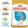 Royal Canin Bouledogue Français Puppy Pour Chiot
