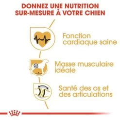 Royal Canin Rottweiler Adult Pour Chien -Pet Care Soldes rc bhn rottweiler cv eretailkit 3 fr fr 0