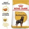 Royal Canin Rottweiler Adult Pour Chien