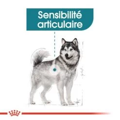Royal Canin Maxi Joint Care Pour Chien -Pet Care Soldes rc ccn jointcaremaxi cv eretailkit 2 fr fr 0