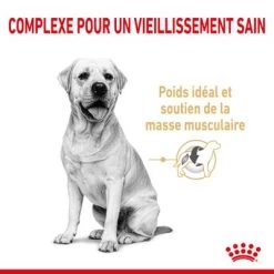 Royal Canin Labrador Retriever Adult 5+ Pour Chien -Pet Care Soldes rc spt dry lab5 cv 1 fr fr 1