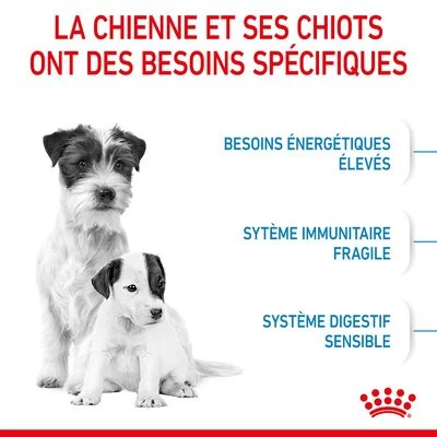 Royal Canin Mini Starter Mother & Babydog Pour Chien 7 Royal Canin Mini Starter Mother & Babydog Pour Chien – Image 5