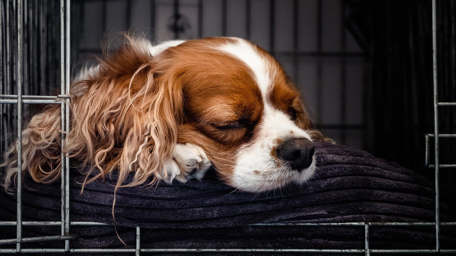 Pet Care Soldes -Pet Care Soldes puppy gf747602ab 1920 1 edited 1